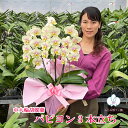 【11日9:59までポイント5倍】 胡蝶蘭 ミディ 中輪 「パピヨン」 3本立ち イエロー 黄色 レア 希少品種 画像送付あり 各種立札・ラッピング無料！ 最短翌日着 ギフト 開店祝い 開院祝い 就任祝い 移転祝い 誕生日祝い 内祝い 長寿祝い 供花 お供え 月間優良ショップ