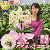 【エントリーでポイント5倍！】 胡蝶蘭 ミディ 中輪 「パピヨン」 3本立ち イエロー 黄色 レア 希少品種 …
