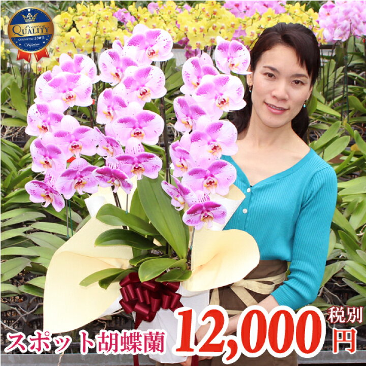 楽天市場 月間優良ショップ受賞 胡蝶蘭 中大輪 珍しい スポット胡蝶蘭 ピンクパンダ 3本立ち あす楽 花 ギフト 開店祝い 開院祝い 就任祝い 開業祝い 移転祝い 誕生日祝い 御礼 就任祝い 退職祝い 長寿祝い お供え 当選 必勝 月間優良ショップ ふじみ野ラン園