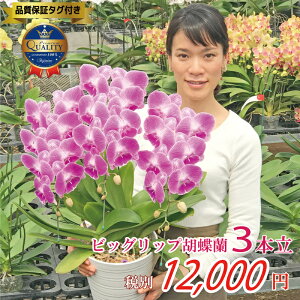 珍しい 花 生花の通販 価格比較 価格 Com