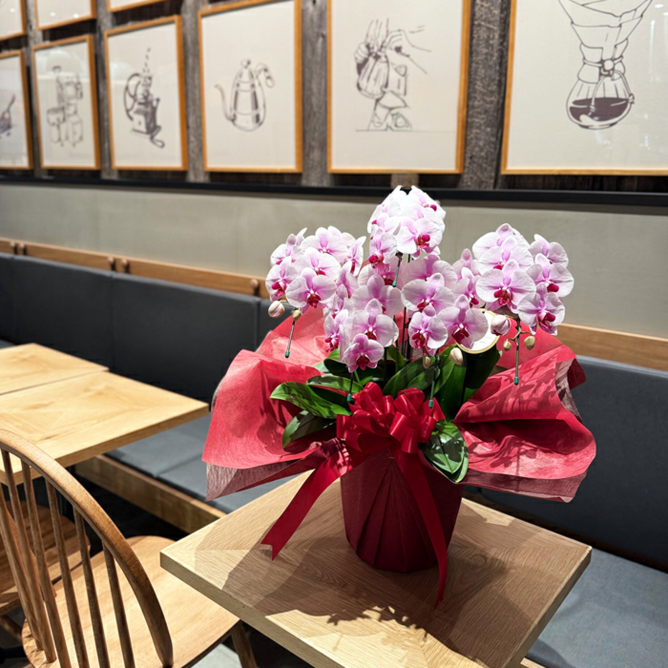 開店祝いに桜姫5本立ち