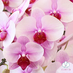 Ӓ  ~fB 3{ 5  摜t e헧DEbsOI ŒZ Mtg j aj JXj Ε ړ]j J@j  j \ LO j