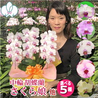 【エントリーでポイント5倍！】 胡蝶蘭 蘭 ミディ 3本立ち 5種類 花 画像送付あり 各種立札・豊富なラッ…