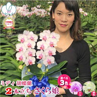 【7月限定！抽選で最大5000Pバック要エントリー】 胡蝶蘭 ミディ2本立ち 「さくら娘」ほか全3種類 画像送…