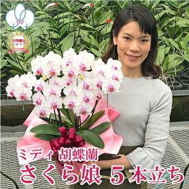 【お得なおすすめ品種】 ミディ 胡蝶蘭 さくら娘 5本立ち ギフト 花 コチョウラン お祝い お供え お誕生日祝い 長寿祝い 開店祝い 就任祝い 記念日 退職祝い 内祝 供花 退職祝い お礼 自宅用 月間優良ショップ