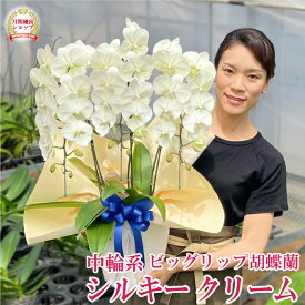 【人気のクリーム色】 中大輪ビッグリップ 胡蝶蘭 「シルキークリーム」 3本立ち あす楽 コチョウラン 花 受章祝 ギフト 開店祝い 開院祝い 就任祝い 開業祝い 移転祝い 誕生日祝い 御礼 内祝い 退職祝い 長寿祝い 供花 お供え 月間優良ショップ