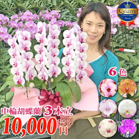 楽天市場 事務所開き お祝い 花 ガーデン Diy の通販