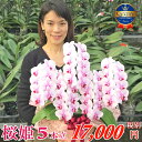 胡蝶蘭 ミディ 「桜姫」 5本立ち ピンク 蘭 花 画像送付あり 各種立札・ラッピング無料！ 最短翌日着 ギフト お祝い お供え お誕生日祝い 開店祝い 受章祝 叙勲 移転祝い 就任祝い 記念日 内祝い 供花