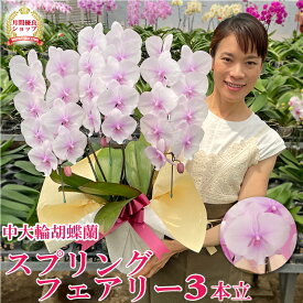 胡蝶蘭 中大輪ビッグリップ 「スプリングフェアリー」 3本立ち レア 希少品種 花 画像送付あり 各種立札・ラッピング無料！ 最短翌日着 ギフト お祝い 開店祝い 受章祝い 開院祝い 誕生日祝い 内祝い 移転祝い お供え
