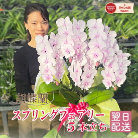 胡蝶蘭 「スプリングフェアリー」 5本立ち 中大輪 レア 希少品種 花 画像送付あり 各種立札・ラッピング無料！ 最短翌日着 ギフト 開店祝い 受章祝い 叙勲 開院祝い 就任祝い 移転祝い 誕生日祝い 記念日 供花 お供え