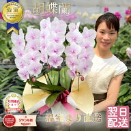 【SALE10％OFF+エントリーでポイント5倍！】 胡蝶蘭 大輪 「スプリングフェアリー」 3本立ち レア 希少品…