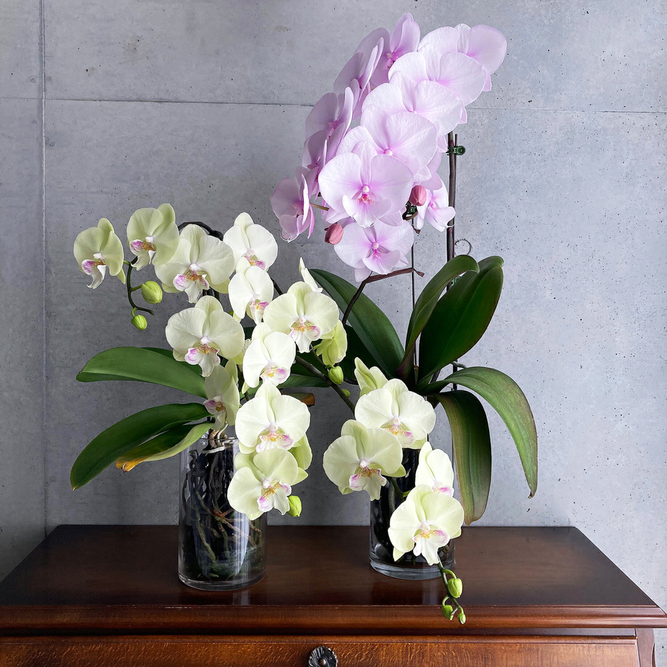 「スプリングフェアリー」と「バタフライノット」を水栽培に