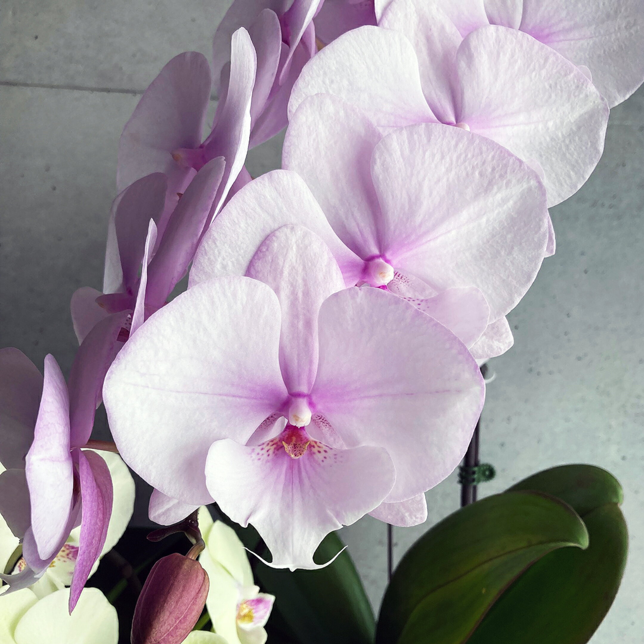 「スプリング「スプリングフェアリー」は2本立ちから7本立ちまでございます」と「バタフライノット」を水栽培に