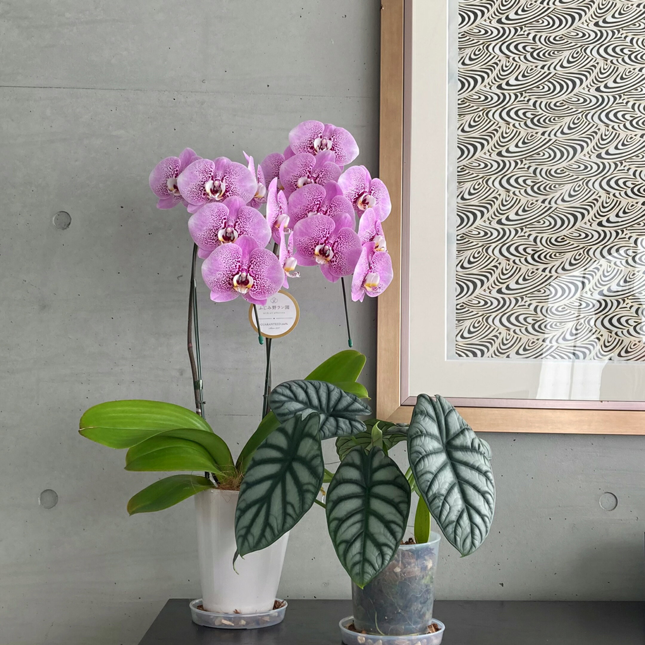 胡蝶蘭のある生活をお楽しみいただいているのが伝わってきます。