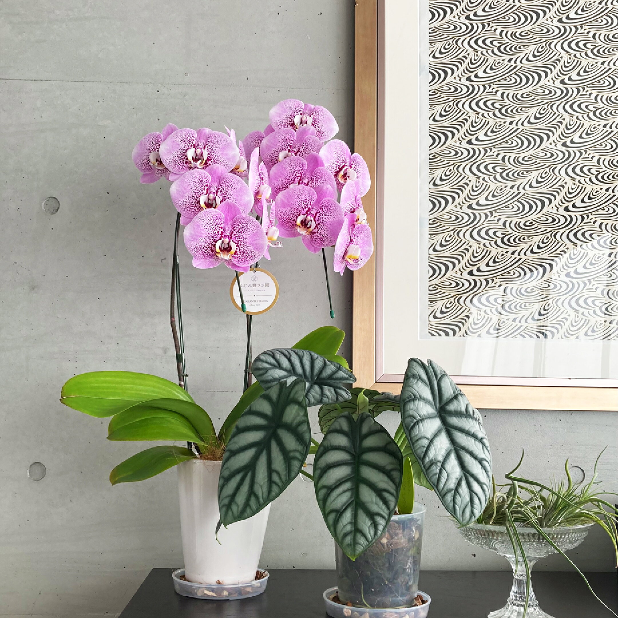 「スパークワイン2本立ち」インテリアや観葉植物ともぴったり！