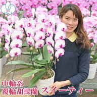 【7月限定！抽選で最大5000Pバック要エントリー】 胡蝶蘭 「スイーティー」 ミディ 3本立ち 画像送付あり…