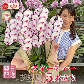 胡蝶蘭 「スイーティー」 ミディ 5本立ち 画像送付あり 各種立札・ラッピング無料！ 最短翌日着 ギフト 蘭 花 お祝い お供え 誕生日祝い 開店祝い 受章祝 叙勲 内祝い 受章祝 叙勲 月間優良ショップ