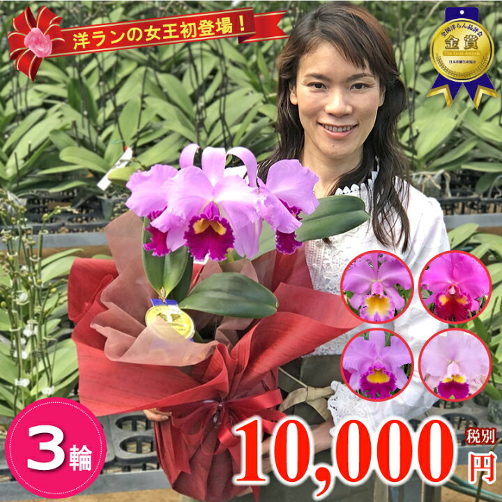 楽天市場 洋ランの女王 カトレア ピンク3輪 花言葉 成熟した大人の魅力 ギフト お祝い お供え 誕生日祝い 開店祝い 退職祝い 叙勲 御礼 就任祝い ご栄転 周年祝い 還暦祝い 新築祝い 長寿祝い 月間優良ショップ 沖縄 離島お届け不可 ふじみ野ラン園 楽天市場店