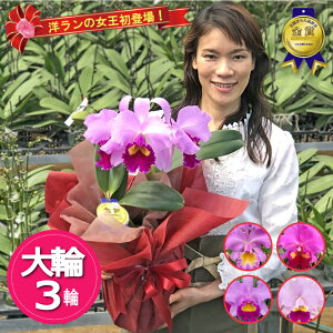 y11/20Ĕ̗\z m̏ JgA sN3 Ԍtwnĺ̖x ͏j ŒZ Mtg j  aj JXj Ε ސEj ACj Nj Vz