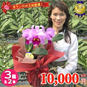 生花 カトレアの人気商品 通販 価格比較 価格 Com 生花 カトレアの人気商品 通販 価格比較 価格 Com