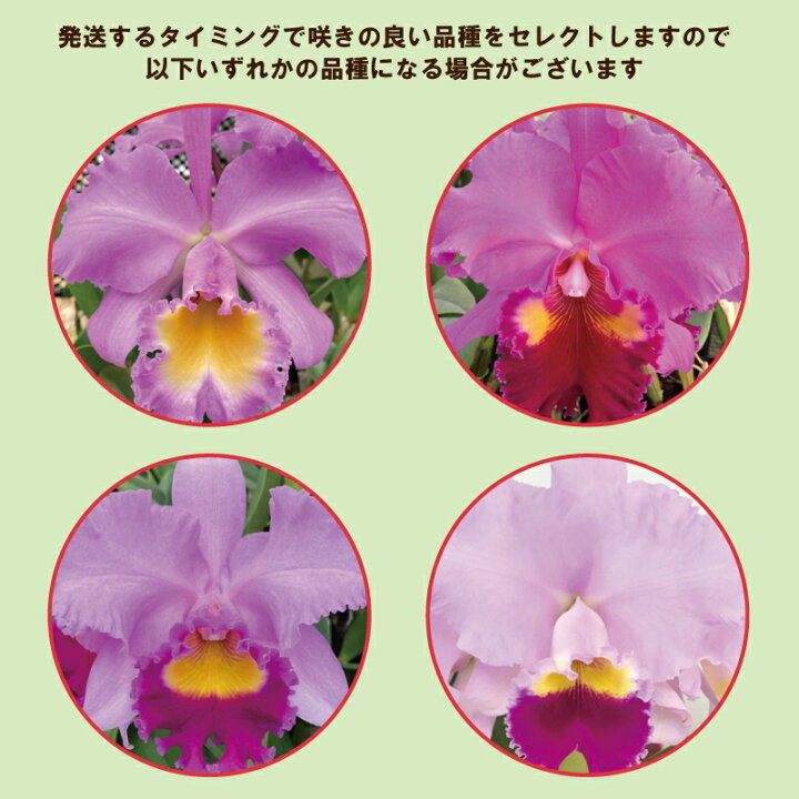 楽天市場 洋ランの女王 カトレア ピンク3輪 金賞タグ付き 花言葉 成熟した大人の魅力 ギフト お祝い お供え 誕生日祝い 開店祝い 退職祝い 叙勲 御礼 就任祝い ご栄転 周年祝い 還暦祝い 新築祝い 長寿祝い 月間優良ショップ 北海道 九州 沖縄 離島お届け不可