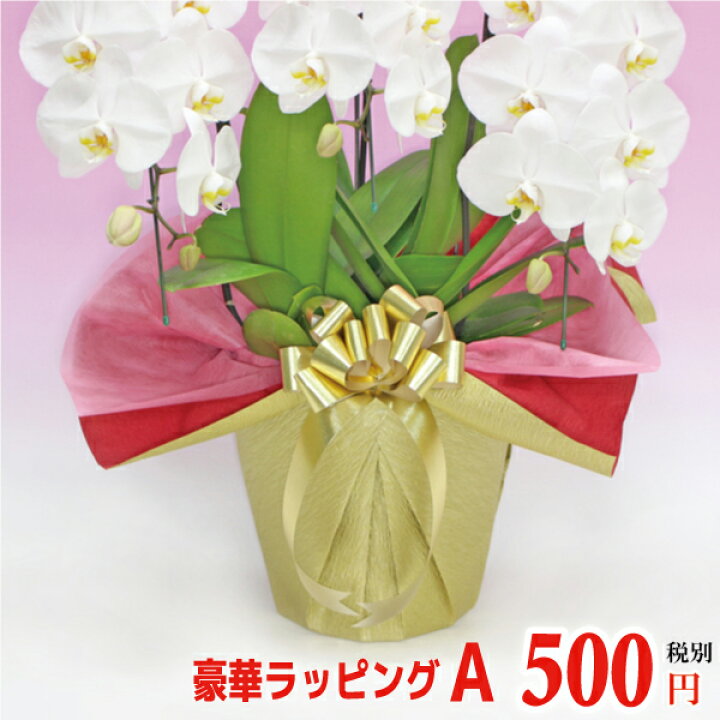楽天市場 豪華ラッピングaタイプ500円 金赤 ゴージャス金リボン ラッピングのみのご購入不可 ふじみ野ラン園 楽天市場店