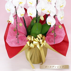�l�C���b�s���O�u�S�[���f�����b�h�v ���ԂɃv���X ���l�i�ȏ�I �������� �؂₩ ���������N�A�b�v ���j�� �e�� �M�t�g �v���[���g�� �P�i�w���s��