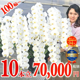 楽天市場 昇進祝い 花 ガーデン Diy の通販