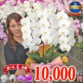 胡蝶蘭 3本立ち 1万円 大輪 中輪 選べる4種 花 コチョウラン ギフト 父の日 お祝い お供え あす楽 開店祝い 開業祝い 誕生日祝い 開院祝い 叙勲 御礼 就任祝い 昇進祝い 移転祝い 長寿祝い 当選祝い 月間優良ショップ