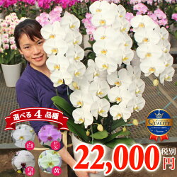 楽天市場 胡蝶蘭 5本立ち 40輪以上 選べる4色 最もリーズナブルな大輪5本立ち あす楽 花 コチョウラン ギフト お中元 お祝い お供え 誕生日祝い 開業祝い 移転祝い 開店祝い 開院祝い 就任祝い 周年祝い 叙勲 月間優良ショップ ふじみ野ラン園 楽天市場店