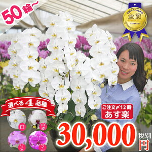 昇進祝い 胡蝶蘭の人気商品 通販 価格比較 価格 Com