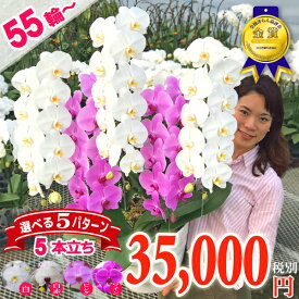 【紅白ミックス！】 胡蝶蘭 大輪 5本立ち 白とピンクまたはワイン色のミックス あす楽 花 お祝い お供え 開業祝い 開店祝い 開院祝い 就任祝い 誕生日祝い 移転祝い 周年祝い 竣工祝い 供花 受章祝い 当選祝い 月間優良ショップ