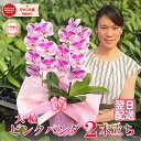胡蝶蘭 大輪 「ピンクパンダ」 2本立ち 画像送付あり 各種立札・ラッピング無料！ 最短翌日着 ギフト 差が出るギフトに レア品種 安心品質 蘭 開店祝い 選挙 開院祝い 就任祝い 誕生日祝い 記念日 就任祝い お供え 自宅用