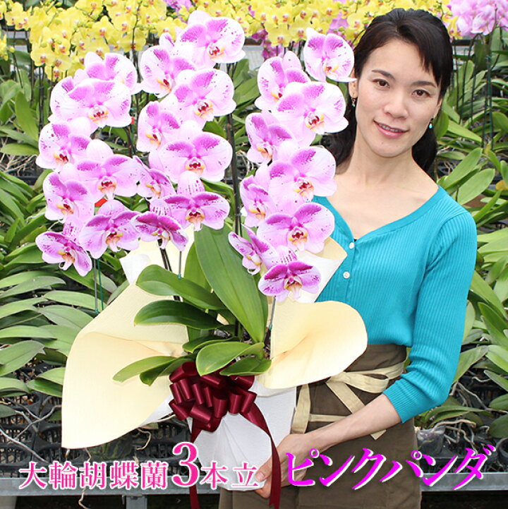 楽天市場】胡蝶蘭 大輪 「ピンクパンダ」 3本立ち 他にはない 差が出る 