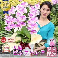 【SALE10％OFF+エントリーでポイント5倍！】 胡蝶蘭 大輪 「ピンクパンダ」 3本立ち 希少 レア品種 画像…