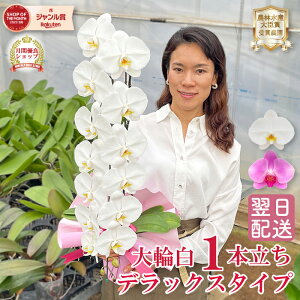 Ӓ  fbNX^Cv 1{ 12ֈȏ  sN 摜t e헧DEbsOI ŒZ   Mtg j aj JXj LO j Nj LO 