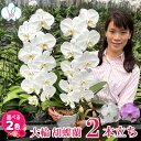 胡蝶蘭 大輪 2本立ち 20輪以上 白 ピンク 画像送付あり 各種立札・ラッピング無料！ 最短翌日着 蘭 花 ギフト お祝い 誕生日祝い 開店祝い 選挙 内祝い 周年祝い 記念日 長寿祝い お供え 供花 月間優良ショップ