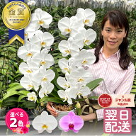 【エントリーでポイント5倍！】 胡蝶蘭 大輪 2本立ち 20輪以上 白 ピンク 画像送付あり 各種立札・豊富な…