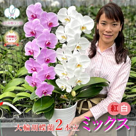 【紅白ミックス！】 胡蝶蘭 大輪 白 と ピンク または ワイン色 2本立ち 20輪以上 あす楽 蘭 花 昇任祝い ギフト お祝い 内祝い 誕生日祝い 開店祝い 結婚祝い 記念日 周年祝い 御礼 退職祝い 長寿祝い 必勝