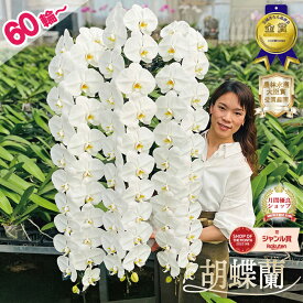 胡蝶蘭 【60輪以上！！】 大輪 3本立ち 国内最高クラス 白 【つぼみ含む】 画像送付あり 各種立札・ラッピング無料！ ギフト 蘭 花 お祝い お供え 開店祝い 受章祝 叙勲 誕生日祝い 当選祝い 就任祝い 移転祝い 供花