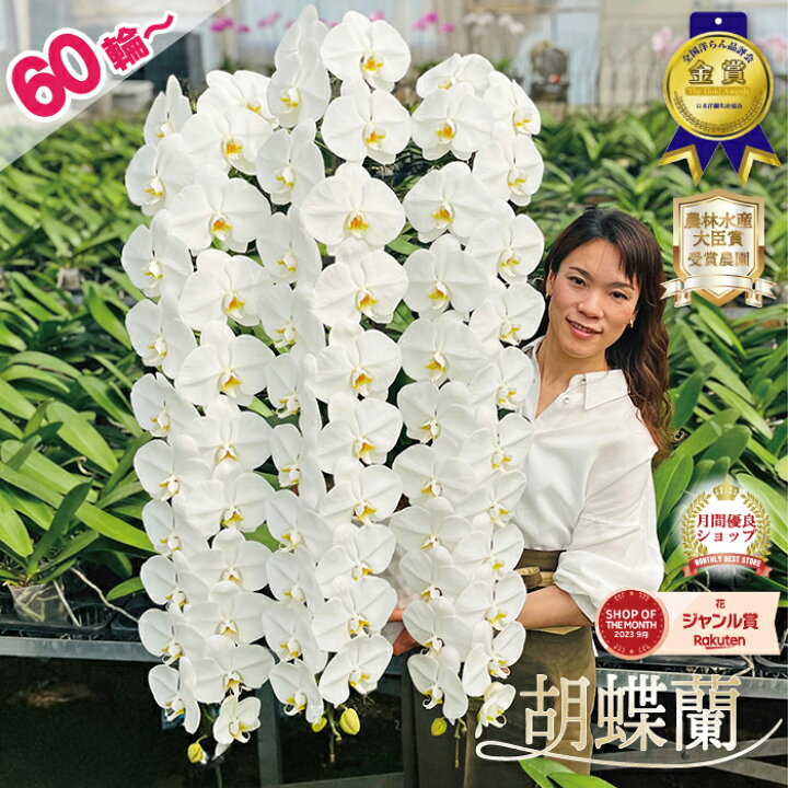楽天市場】【7月限定！抽選で最大5000Pバック要エントリー】 胡蝶蘭 