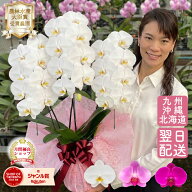 【7月限定！抽選で最大5000Pバック要エントリー】 胡蝶蘭 3本立ち 24輪以上つぼみ含む 画像送付あり 各種…