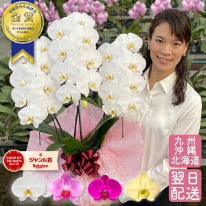【エントリーでポイント5倍！】 胡蝶蘭 3本立ち つぼみ含む 画像送付あり 各種立札・豊富なラッピング無料！ 最短翌日着