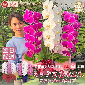 Ӓ   sN ܂ CF  ~bNX 3{ g 2 摜t e헧DEbsOI ŒZ Mtg JXj J@j ACj ړ]j aj LO 
