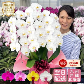 【7月限定！抽選で最大5000Pバック要エントリー】 胡蝶蘭 大輪3本立ち スタンダードクラス 5色 【27輪以上つぼみ含む】 画像送付あり 各種立札・豊富なラッピング無料！ 最短翌日着 ギフト プレゼント 蘭 花 お祝い お供え 開店 お中元 受章祝 叙勲 就任 退職 誕生日 移転