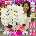 胡蝶蘭 大輪 3本立ち ワンランクアップクラス 3色 白 ピンク 白赤 【30〜33輪以上つぼみ含む】 画像送付あり 各種立札・豊富なラッピング無料！ 最短翌日着 蘭 ギフト プレゼント お祝い お供え 開店 就任 昇任 退職 誕生日 供花