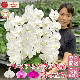胡蝶蘭 大輪 3本立ち 【33輪以上！つぼみ含む】 プレミアムクラス 画像送付あり 各種立札・ラッピング無料！ 最短翌日着 3色 白 ピンク 白赤 蘭 ギフト お祝い お供え 開店祝い 移転祝い 就任祝い 誕生日祝 供花