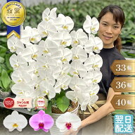 【エントリーでポイント5倍！】 胡蝶蘭 大輪 3本立ち 【33〜40輪以上！つぼみ含む】 プレミアムクラス 画…