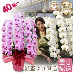 Ӓ y40ֈȏڂ݊܂ށz  3{ OWA[NX 3F  sN  摜t e헧DEbsOI ŒZ Mtg   j  JXj Ε 