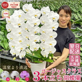 胡蝶蘭 【36輪以上！つぼみ含む】 大輪 3本立ち 3色 ゴージャスクラス 画像送付あり 各種立札・ラッピング無料！ 最短翌日着 ギフト 蘭 花 お祝い お供え 開店祝い 受章祝 叙勲 移転祝い 就任祝い 誕生日祝い 供花